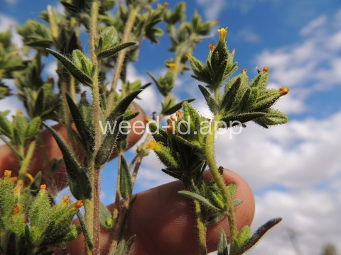 tarweed, cluster